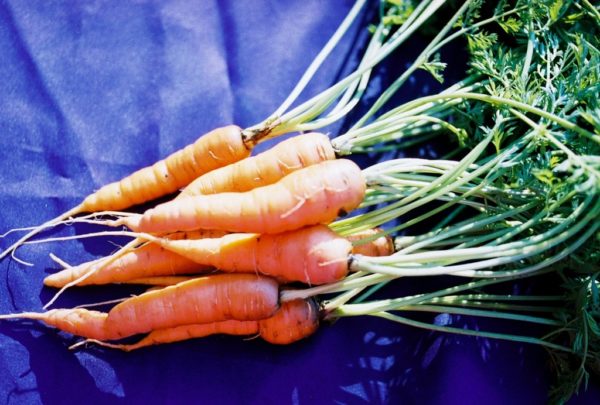 Carrot, Danvers Half Long