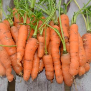 Carrot, Nantes Scarlet Half Long