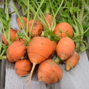 Carrot, Thumbelina