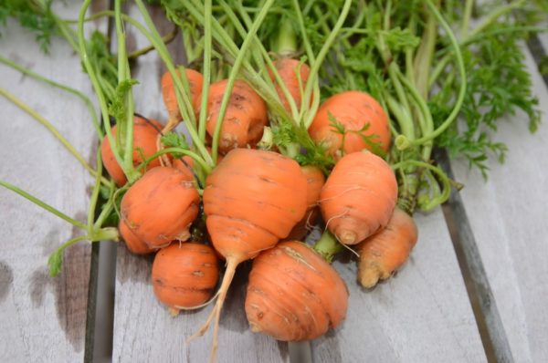 Carrot, Thumbelina