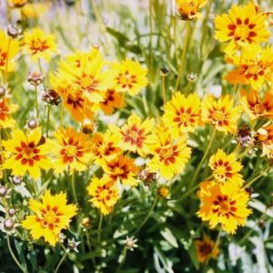 Coreopsis, Tinctoria Tall Mix