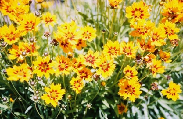 Coreopsis, Tinctoria Tall Mix