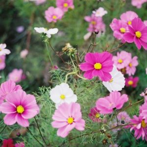 Cosmos, Sensation Mix