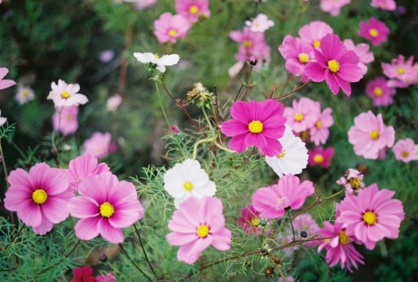 Cosmos, Sensation Mix