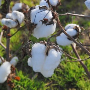 Cotton