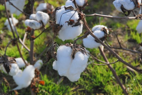 Cotton