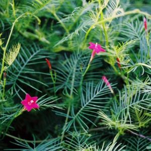 Ornamental Vine, Cypress Vine