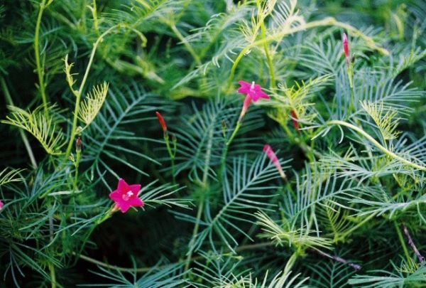 Ornamental Vine, Cypress Vine
