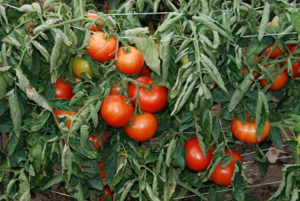 Slicing Tomato, Czech’s Bush