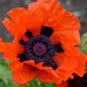 Poppy, Oriental Scarlet