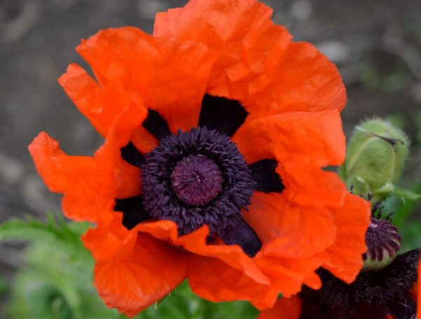 Poppy, Oriental Scarlet