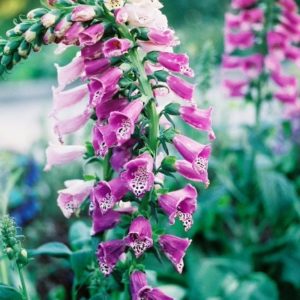 Foxglove