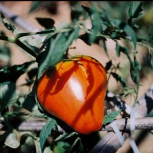 Slicing Tomato, German Red Strawberry