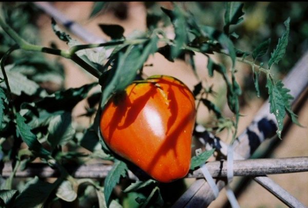 Slicing Tomato, German Red Strawberry