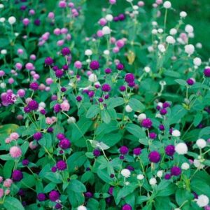 Gomphrena