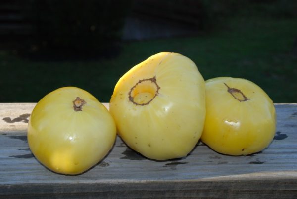 Slicing Tomato, Great White