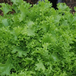 Lettuce, Green Ice