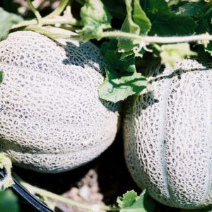 Melon, Green Nutmeg