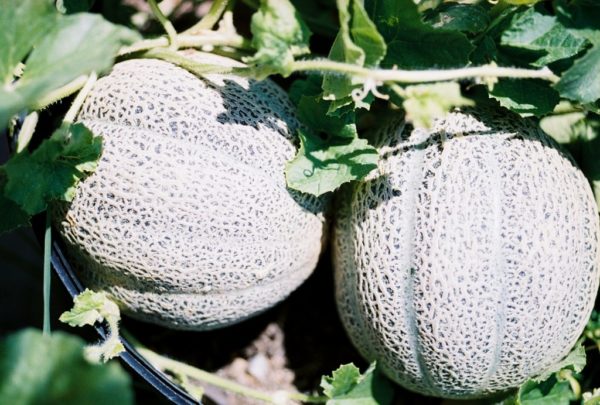 Melon, Green Nutmeg