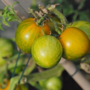 Slicing Tomato, Green Zebra