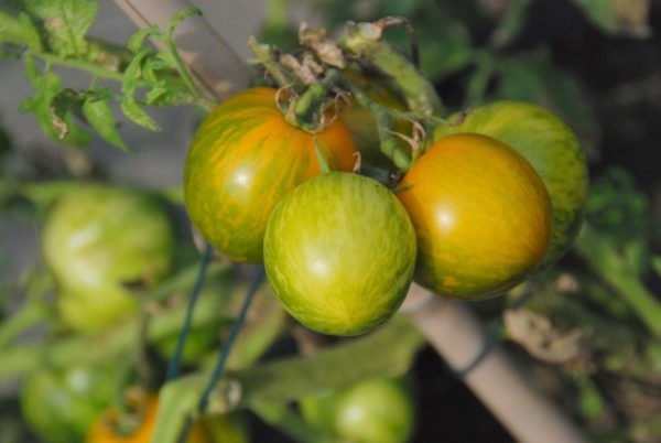 Slicing Tomato, Green Zebra