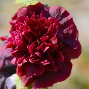 Hollyhock, Chater's Double