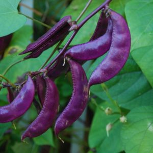 Ornamental Vine, Hyacinth Bean