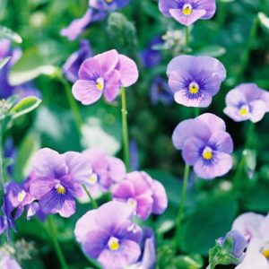 Johnny Jump Up (Viola)