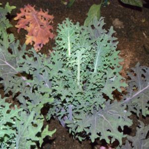 Kale, Red Russian
