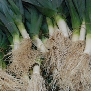 Leek, Giant Musselburgh
