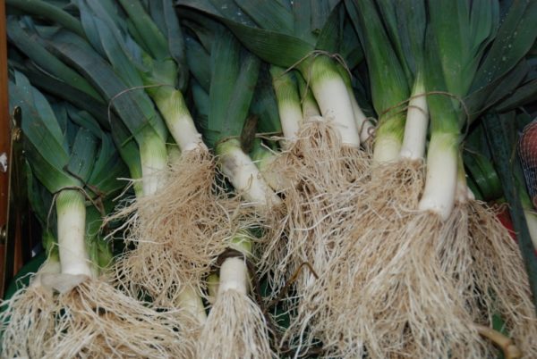 Leek, Giant Musselburgh
