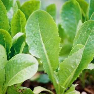 Lettuce, Parris White Cos