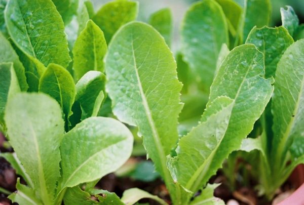 Lettuce, Parris White Cos