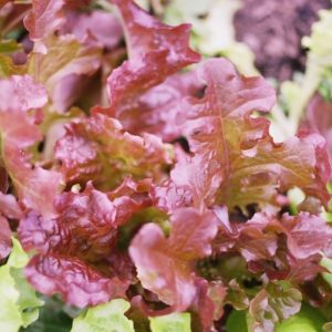 Lettuce, Red Oak Leaf