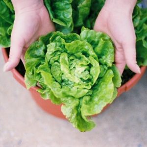 Lettuce, Tom Thumb