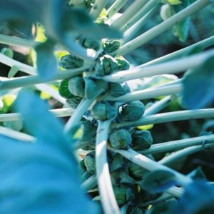 Brussel Sprouts, Long Island Improved