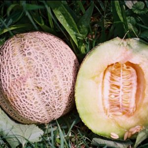 Melon, Rocky Ford aka Edens Gem