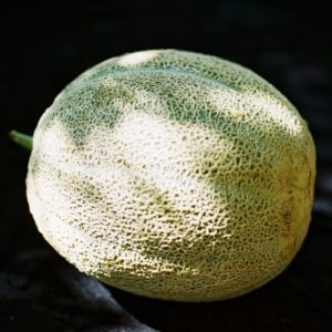 Melon, Hale's Best Jumbo