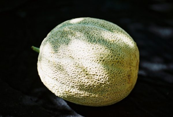 Melon, Hale's Best Jumbo