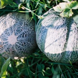 Melon, Minnesota Midget