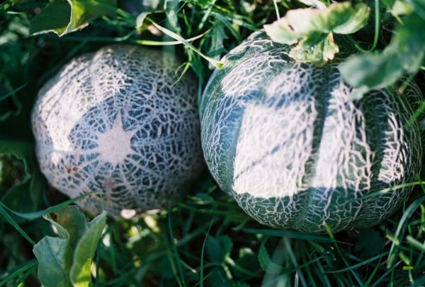 Melon, Minnesota Midget