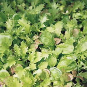 Mesclun