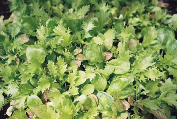 Mesclun