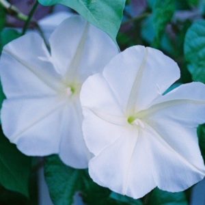 Ornamental Vine, Moonflower