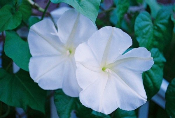Ornamental Vine, Moonflower