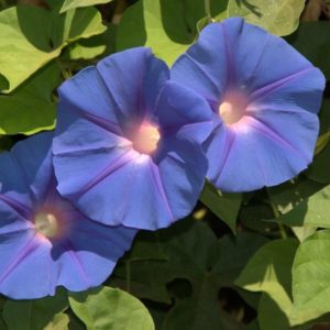 Morning Glory, Heavenly Blue