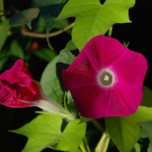 Morning Glory, Scarlet O'Hara