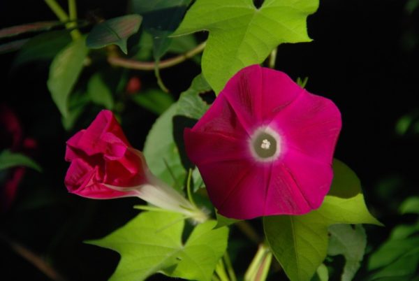 Morning Glory, Scarlet O'Hara