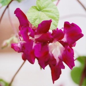 Morning Glory, Sunrise Serenade