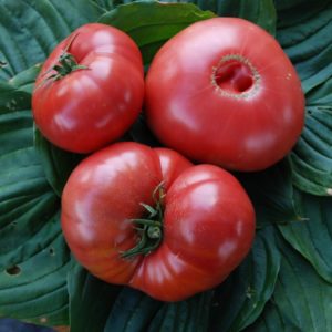 Slicing Tomato, Mortgage Lifter